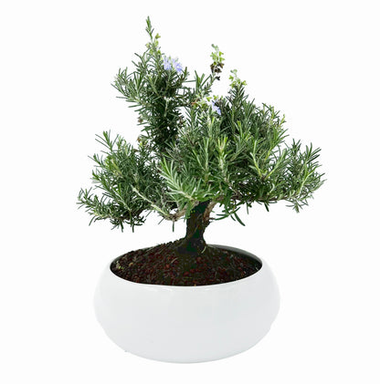 Bonsai di Rosmarino in ciotola bassa - My Little Bonsai