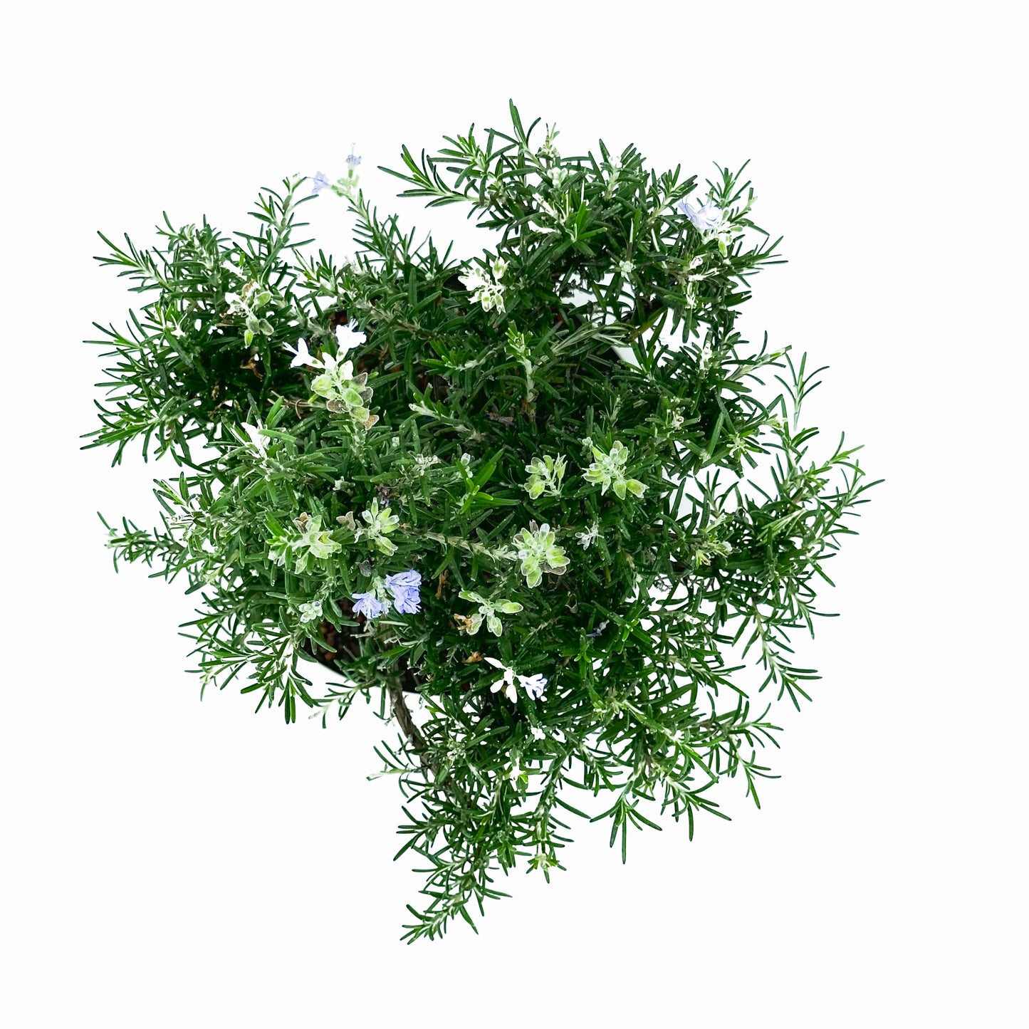 Bonsai di Rosmarino in ciotola bassa - My Little Bonsai