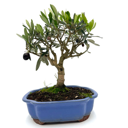 Bonsai di Olivo in vaso a nuvola azzurro - My Little BonsaiBonsai di olivo Olivo bonsai Immagine di un bonsai di olivo Bonsai di olivo in vendita Olivo bonsai in miniatura Bonsai di olivo da interno Bonsai di olivo da esterno Olivo bonsai secolare Olivo bonsai fruttifero Bonsai di olivo esotico Olivo bonsai per principianti Bonsai di olivo per regali Olivo bonsai di alta qualità Bonsai di olivo autentico Olivo bonsai suggestivo