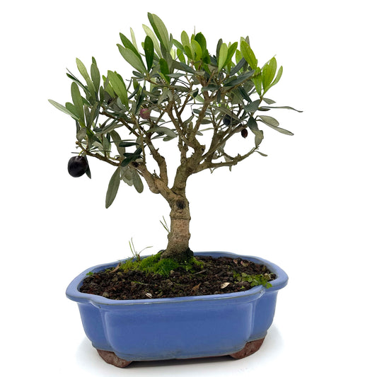 Bonsai di Olivo in vaso a nuvola azzurro - My Little BonsaiBonsai di olivo Olivo bonsai Immagine di un bonsai di olivo Bonsai di olivo in vendita Olivo bonsai in miniatura Bonsai di olivo da interno Bonsai di olivo da esterno Olivo bonsai secolare Olivo bonsai fruttifero Bonsai di olivo esotico Olivo bonsai per principianti Bonsai di olivo per regali Olivo bonsai di alta qualità Bonsai di olivo autentico Olivo bonsai suggestivo