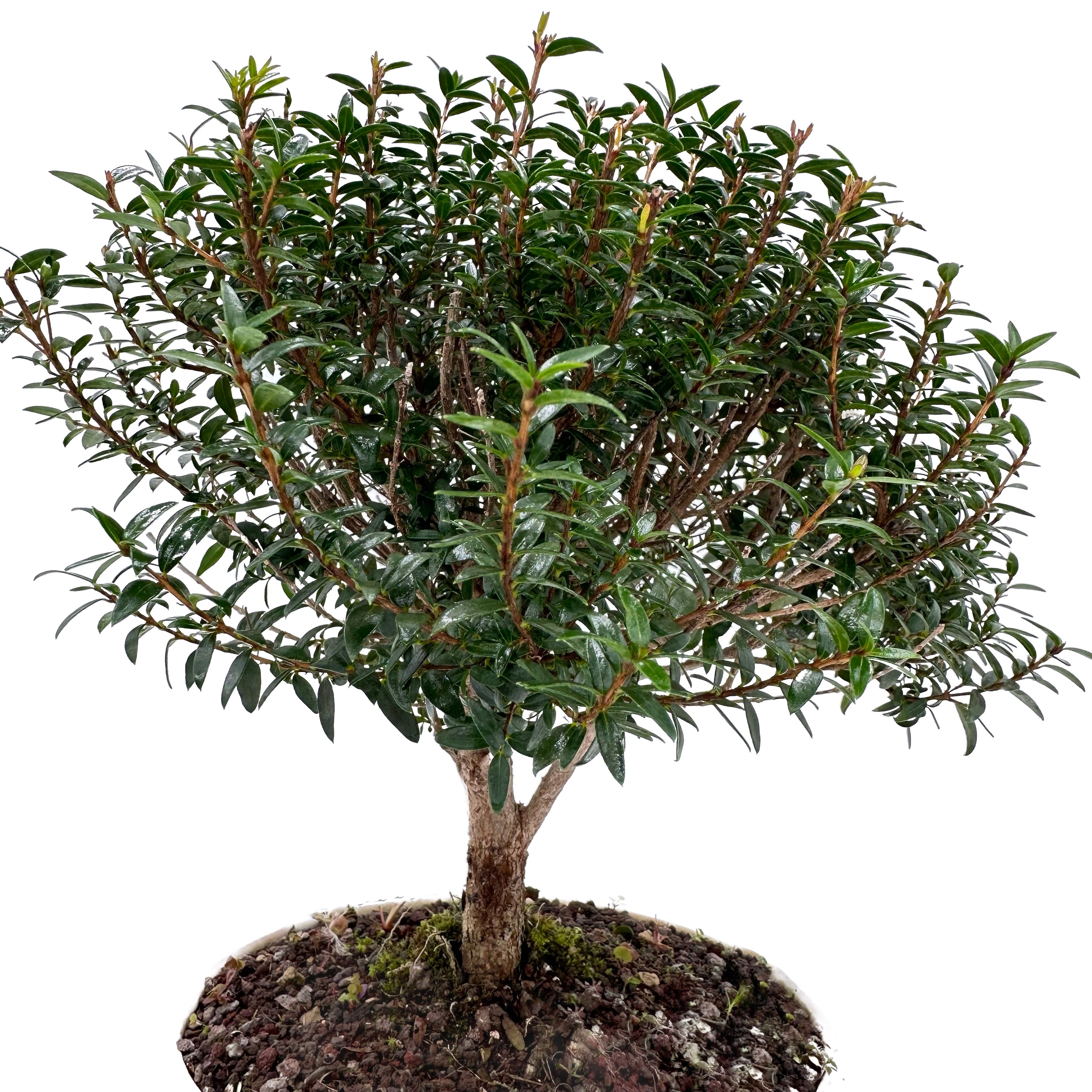 Bonsai di Mirto in ciotola bassa