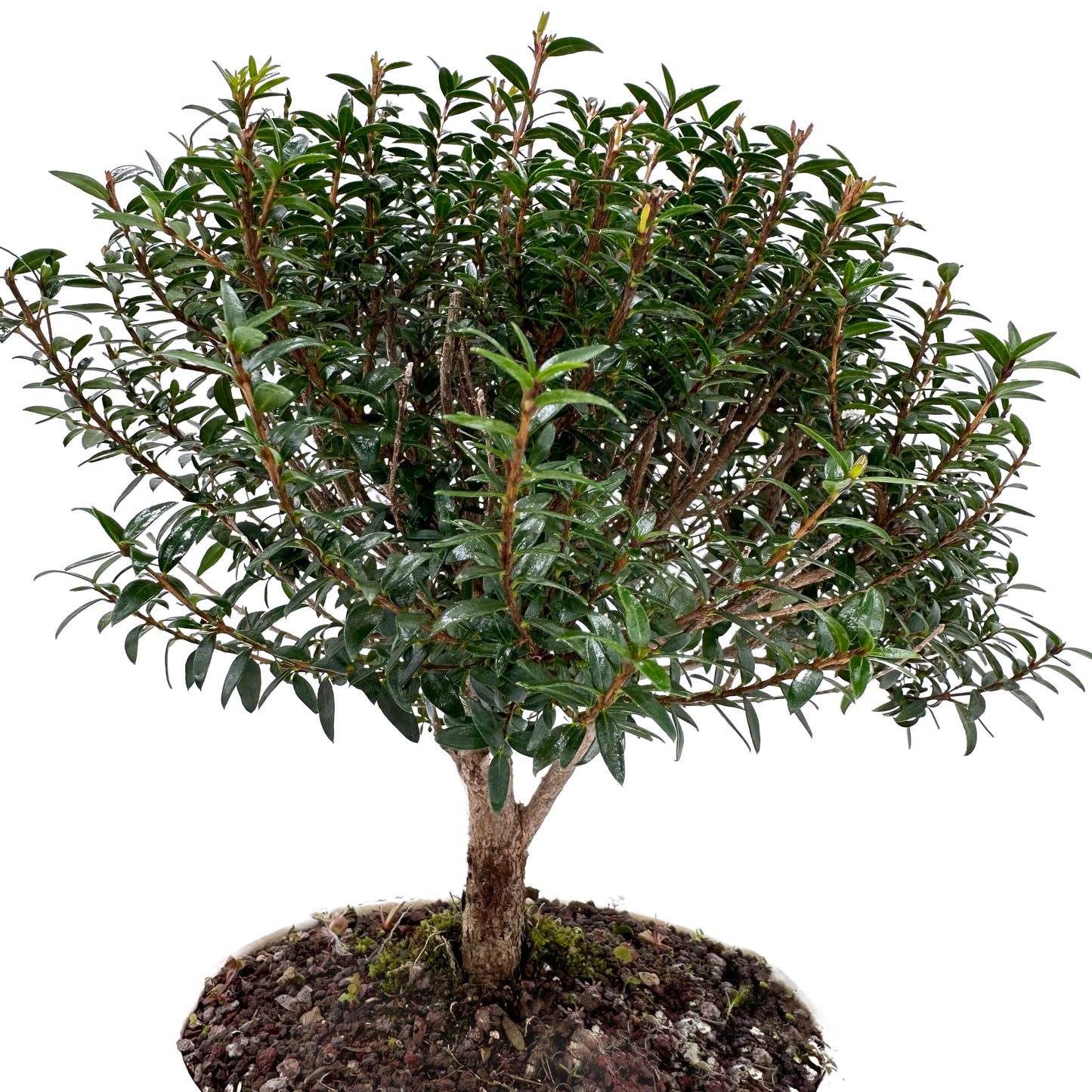 Bonsai di Mirto in ciotola bassa - My Little Bonsai