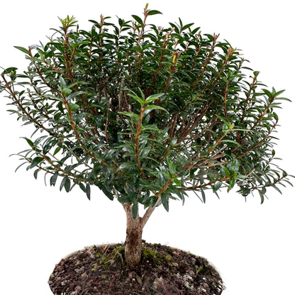 Bonsai di Mirto in ciotola bassa - My Little Bonsai