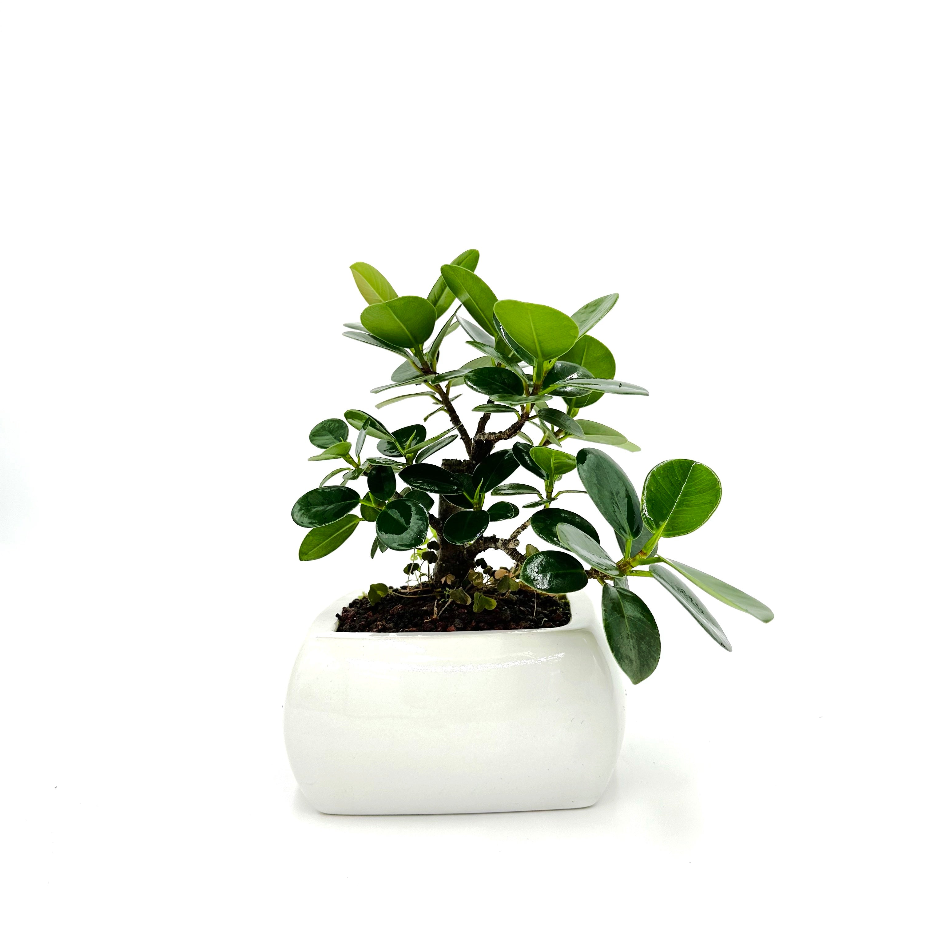 Bonsai di Pepper vaso cm. 18