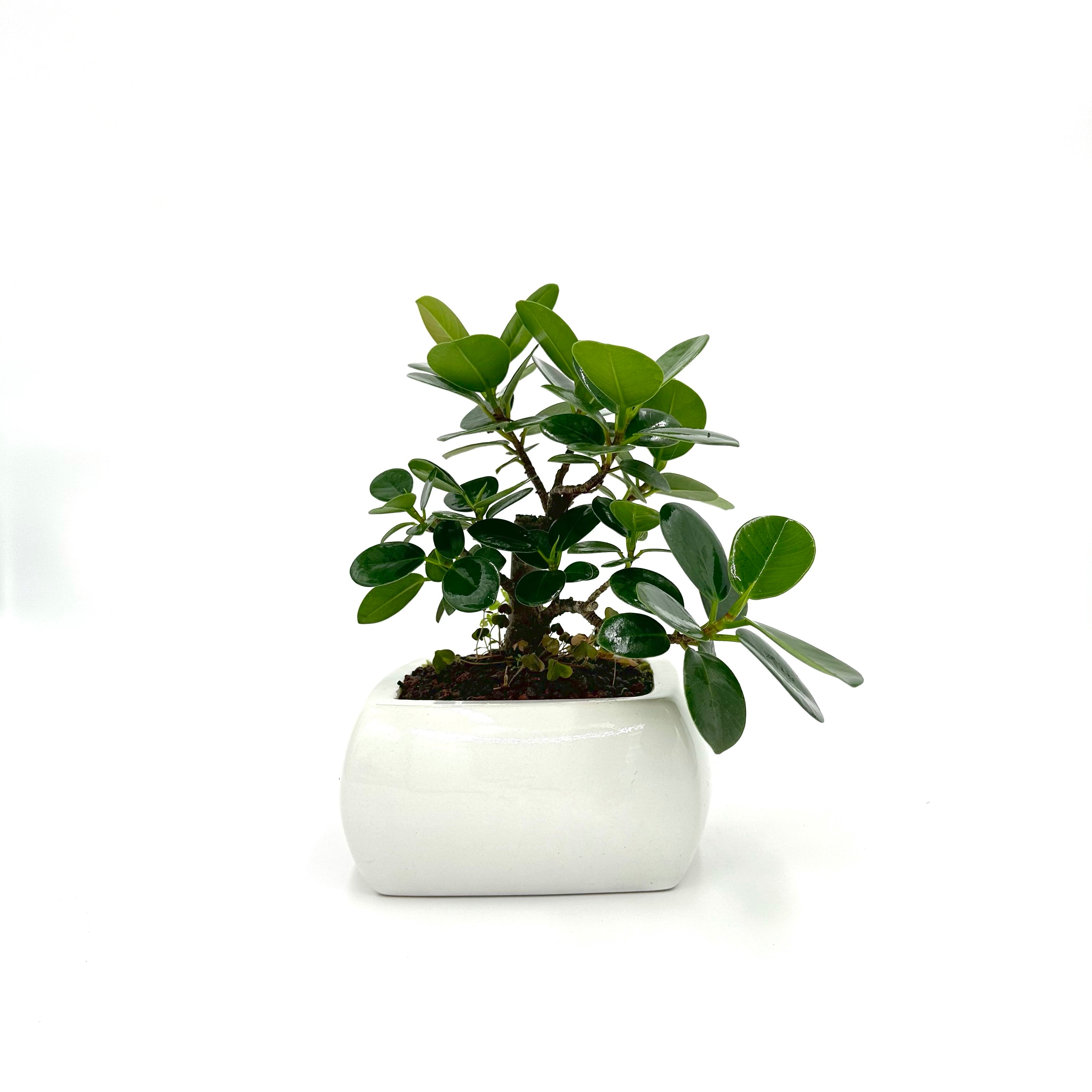 Bonsai di Ficus Panda in vaso quadro bianco