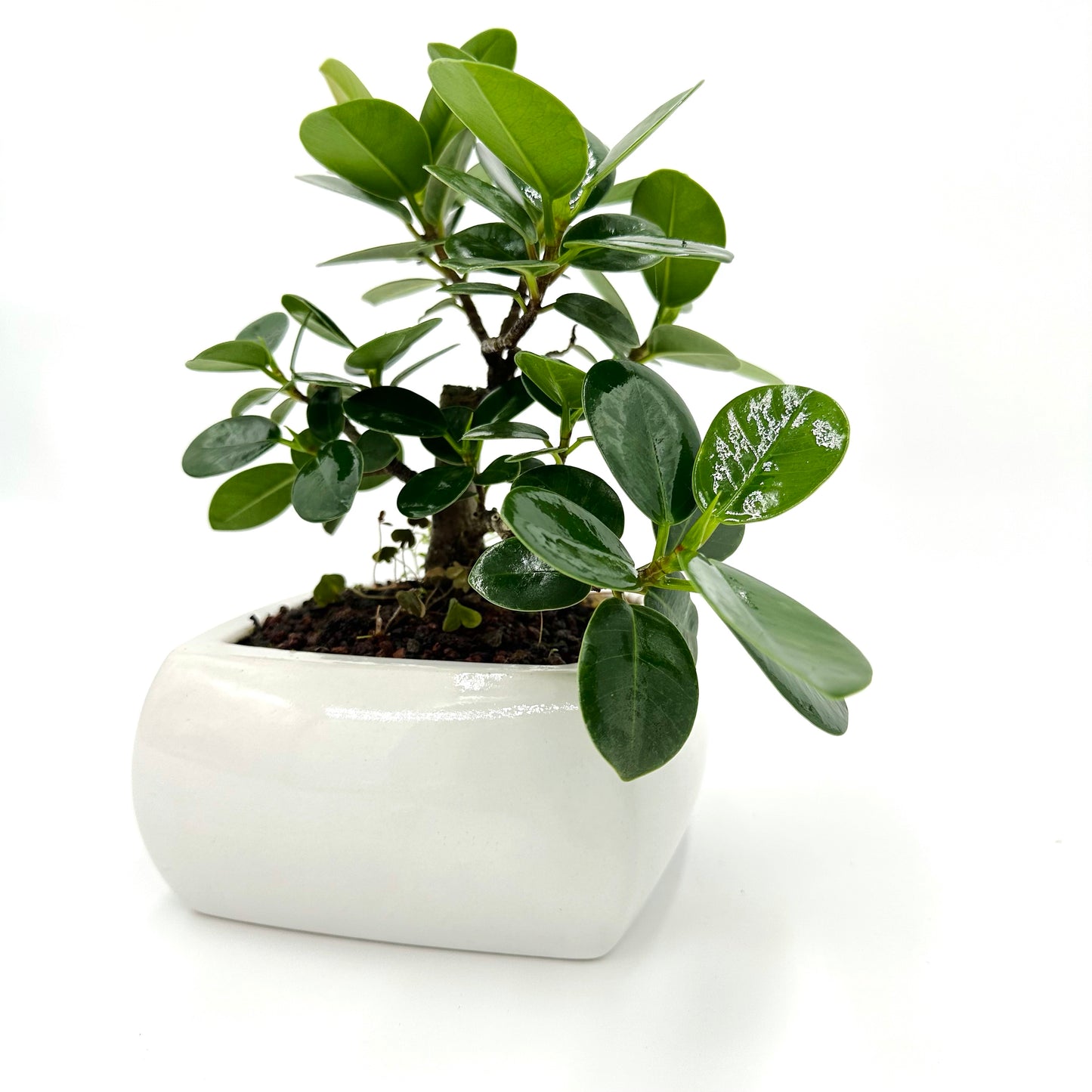 Bonsai di Ficus Panda in vaso quadro bianco - My Little BonsaiBonsai di ficus Ficus bonsai Immagine di un bonsai di ficus Ficus bonsai in vendita Bonsai di ficus in miniatura Bonsai di ficus da interno Bonsai di ficus da esterno Ficus bonsai per principianti Ficus bonsai di alta qualità Bonsai di ficus esotici Ficus bonsai per la casa Ficus bonsai per ufficio Ficus bonsai artistici Bonsai di ficus per regali Ficus bonsai rigogliosi