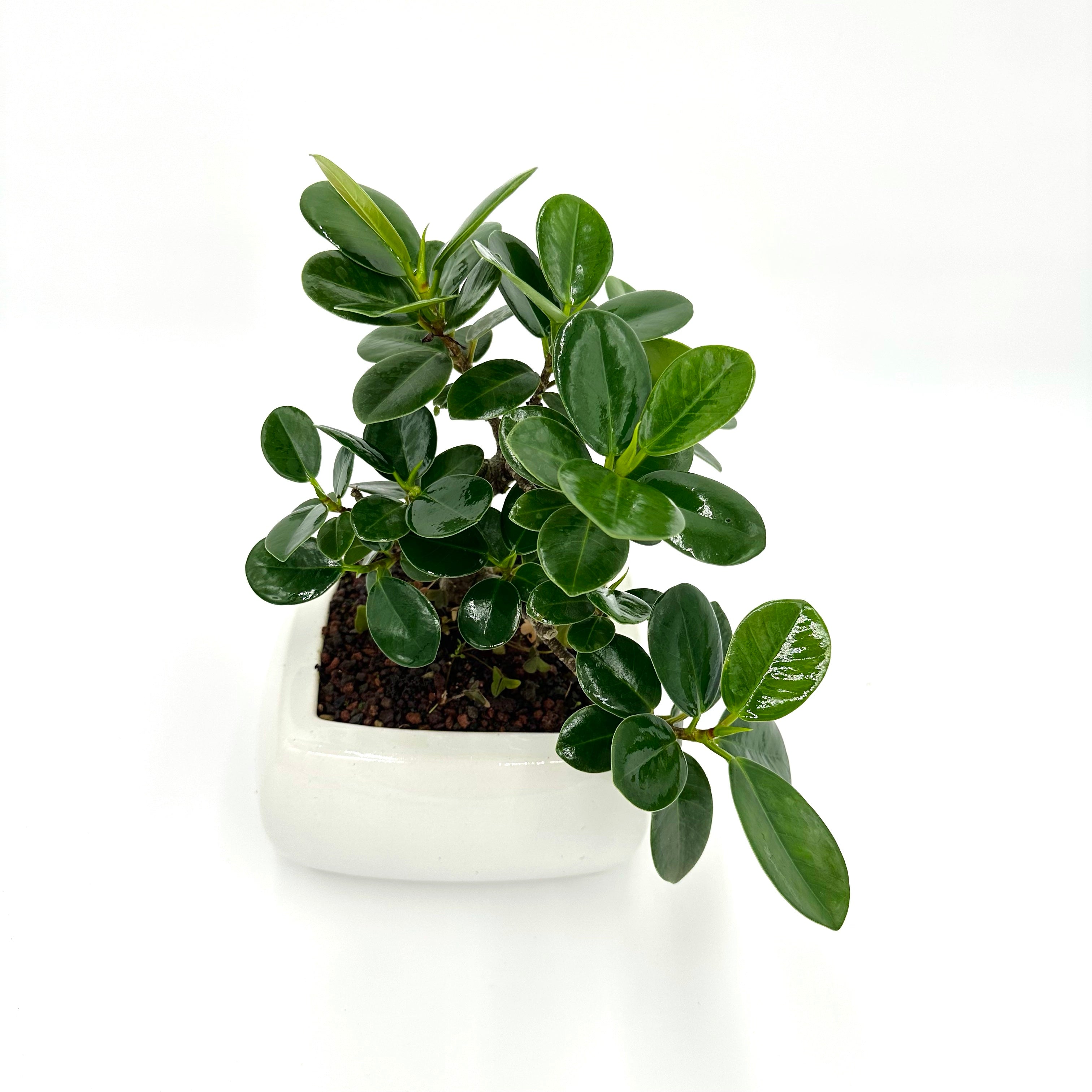 Bonsai di Ficus Panda in vaso quadro bianco