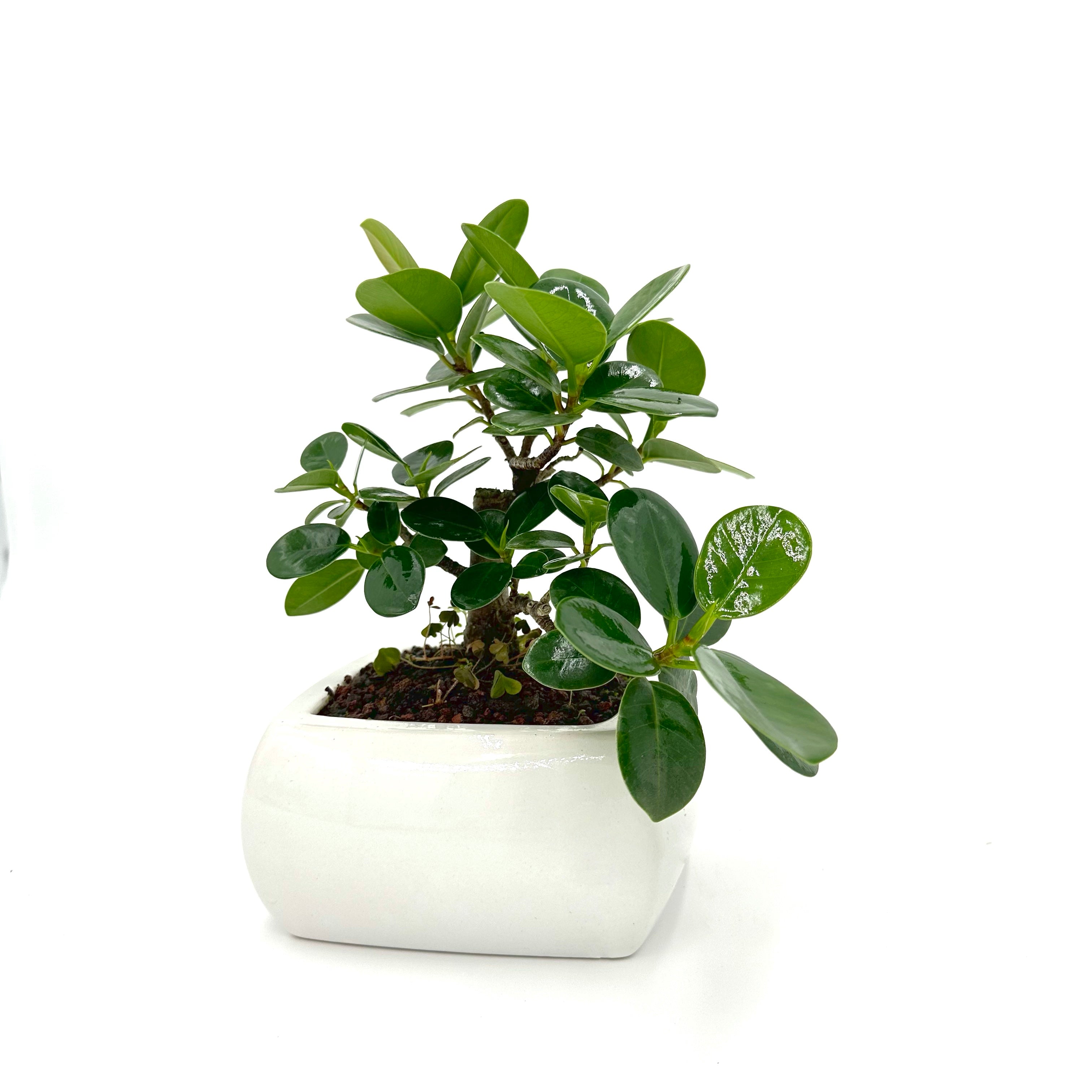 Bonsai di Ficus Panda in vaso quadro bianco