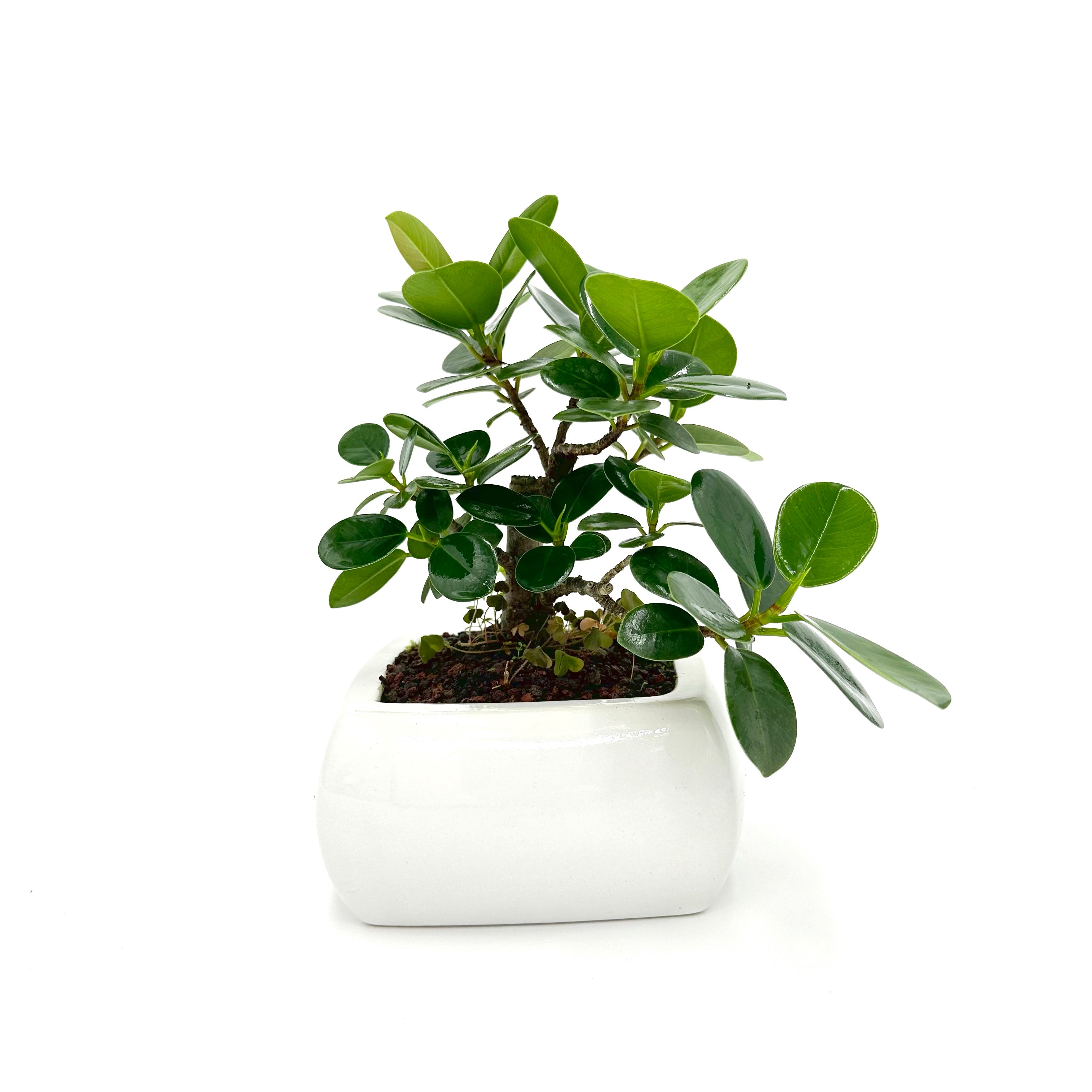 Bonsai di Ficus Panda in vaso quadro bianco