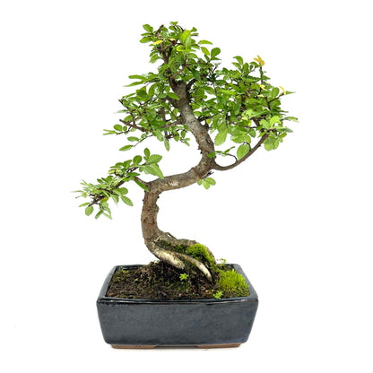 Bonsai di Olmo cinese vaso cm. 18 - My Little BonsaiBonsai di olmo Olmo bonsai Immagine di un bonsai di olmo Bonsai di olmo in vendita Olmo bonsai in miniatura Bonsai di olmo da interno Bonsai di olmo da esterno Olmo bonsai rigoglioso Olmo bonsai per principianti Bonsai di olmo per regali Olmo bonsai di alta qualità Bonsai di olmo autentico Olmo bonsai con tronco sinuoso Olmo bonsai dal fogliame delicato Olmo bonsai resistente