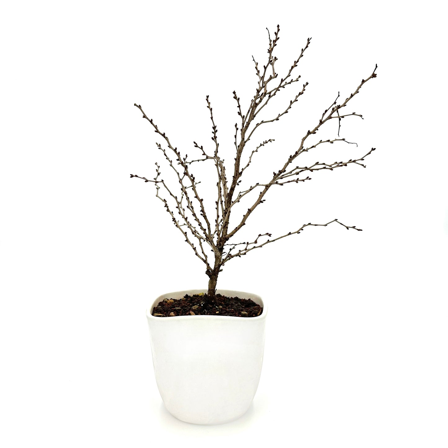 Bonsai di Ciliegio Giapponese Kojo-no-mai in vaso quadrato - My Little BonsaiBonsai di ciliegio Ciliegio bonsai Bonsai di ciliegio in fiore Ciliegio bonsai fiorito Immagine di un bonsai di ciliegio Ciliegio bonsai in miniatura Bonsai di ciliegio da interno Bonsai di ciliegio da esterno Bonsai di ciliegio in vendita Ciliegio bonsai esotico Ciliegio bonsai autentico Bonsai di ciliegio per collezionisti Bonsai di ciliegio per regali Ciliegio bonsai di alta qualità Bonsai di ciliegio unico