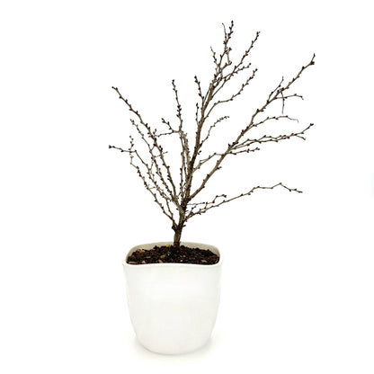 Bonsai di Ciliegio Giapponese Kojo-no-mai in vaso quadrato - My Little BonsaiBonsai di ciliegio Ciliegio bonsai Bonsai di ciliegio in fiore Ciliegio bonsai fiorito Immagine di un bonsai di ciliegio Ciliegio bonsai in miniatura Bonsai di ciliegio da interno Bonsai di ciliegio da esterno Bonsai di ciliegio in vendita Ciliegio bonsai esotico Ciliegio bonsai autentico Bonsai di ciliegio per collezionisti Bonsai di ciliegio per regali Ciliegio bonsai di alta qualità Bonsai di ciliegio unico