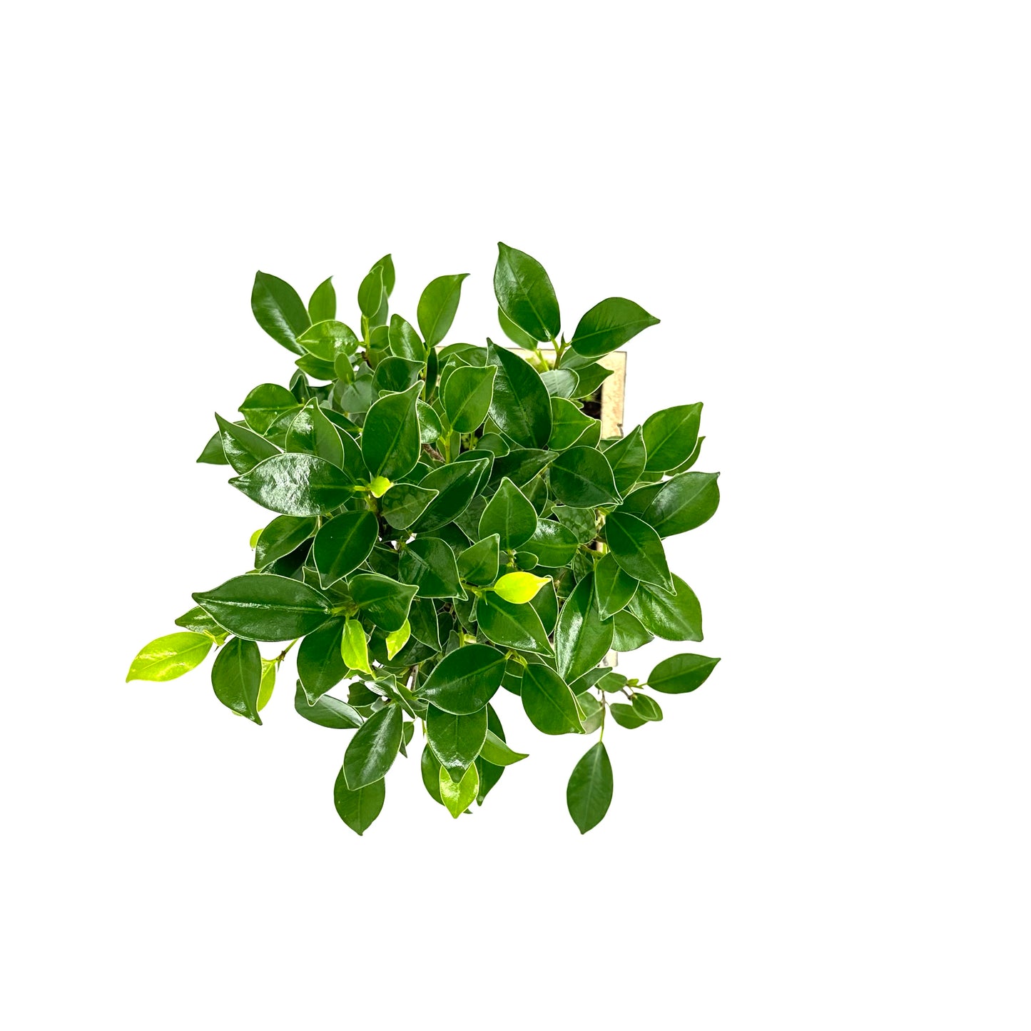 Bonsai di Ficus vaso cm. 18 - My Little BonsaiBonsai di ficus Ficus bonsai Immagine di un bonsai di ficus Ficus bonsai in vendita Bonsai di ficus in miniatura Bonsai di ficus da interno Bonsai di ficus da esterno Ficus bonsai per principianti Ficus bonsai di alta qualità Bonsai di ficus esotici Ficus bonsai per la casa Ficus bonsai per ufficio Ficus bonsai artistici Bonsai di ficus per regali Ficus bonsai rigogliosi