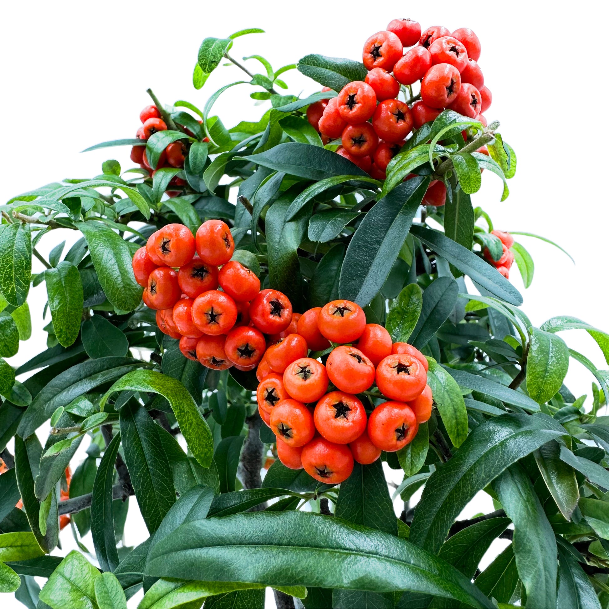Bonsai di Pyracantha in ciotola bassa - bacche arancioni - My Little Bonsai