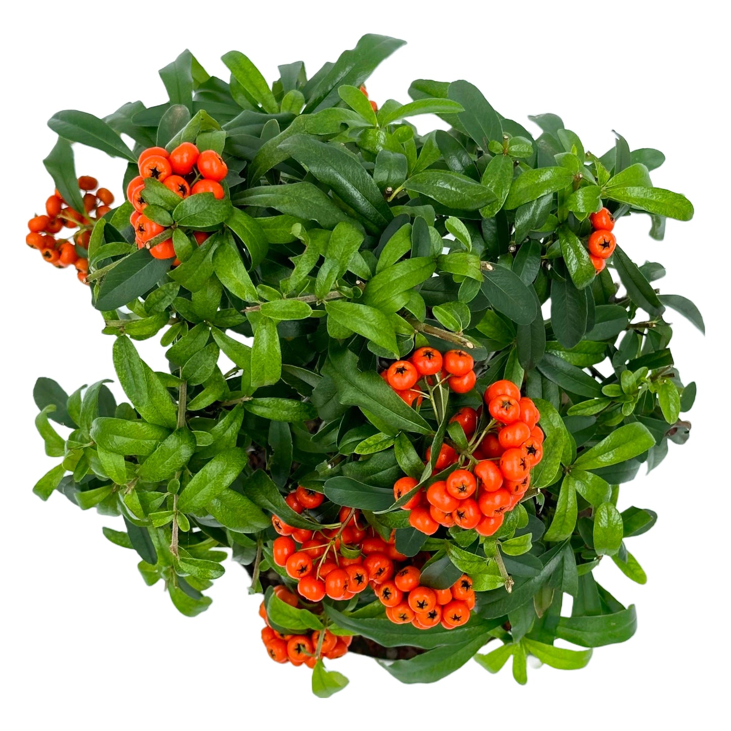 Bonsai di Pyracantha in ciotola bassa - bacche arancioni - My Little Bonsai