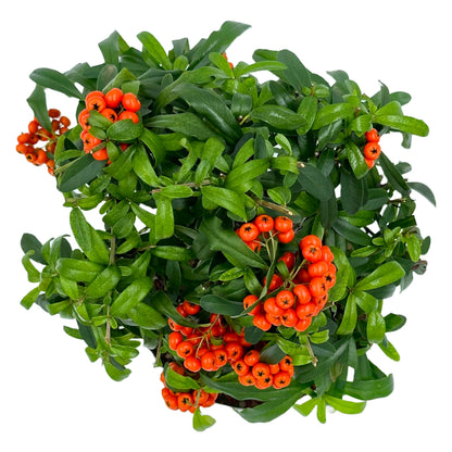 Bonsai di Pyracantha in ciotola bassa - bacche arancioni - My Little Bonsai